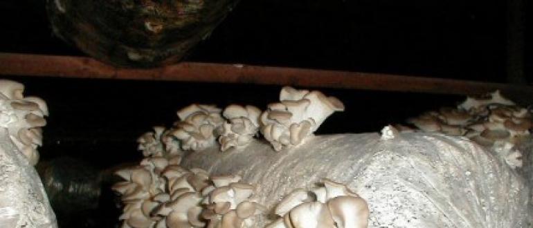 Выращивание грибов в домашних условиях — бизнес план